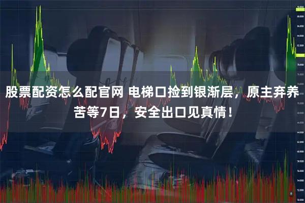 股票配资怎么配官网 电梯口捡到银渐层,原主弃养苦等7日,安全出口见真情!
